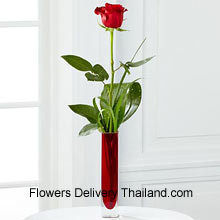 A Single Red Rose In A Red Test Tube Vase Delivered in Thailand